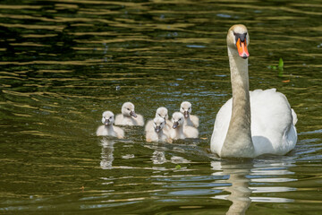 コブハクチョウの可愛いヒナと子育て