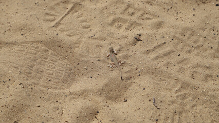 a camouflage lizard agama in uzbekistan