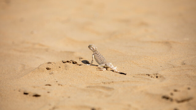 a desert lizard in uzbekistan