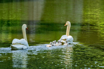 コブハクチョウの可愛いヒナと子育て