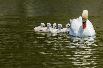 コブハクチョウの可愛いヒナと子育て