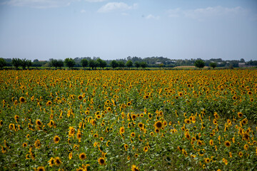 sunflower garden in the village