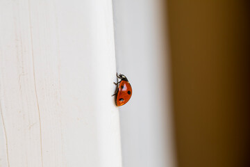 ladybird on a leaf
