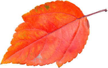 Collection of colored fallen autumn leaves on the desk