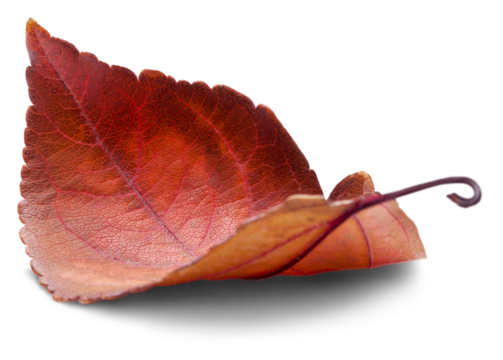 Collection of colored fallen autumn leaves on the desk