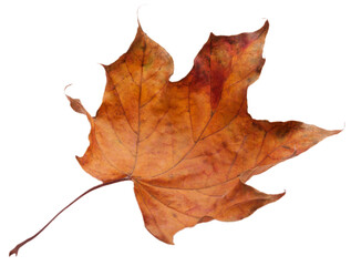 Collection of colored fallen autumn leaves on the desk