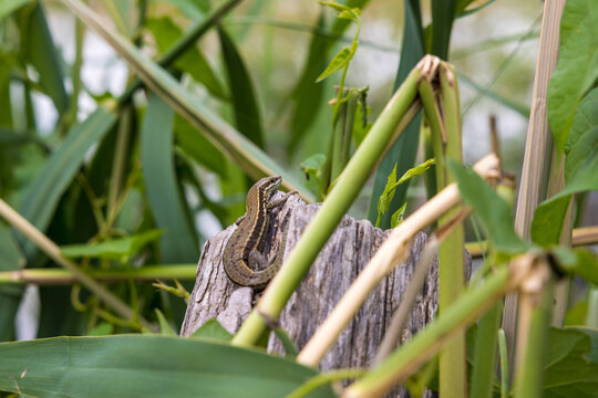 L&eacute;zard des murailles (Podarcis muralis) sur un morceau de bois dans la r&eacute;serve naturelle de l'&Eacute;tang de Scamandre
