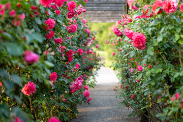 Fototapeta na wymiar Wooden pergola overgrown with beautiful pink roses. Wooden garden support structure. Trellis. Rose garden. Chorzow, Silesian Park.
