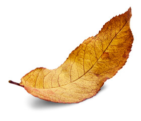 Collection of colored fallen autumn leaves on the desk