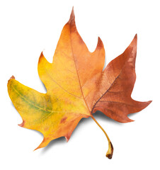 Collection of colored fallen autumn leaves on the desk