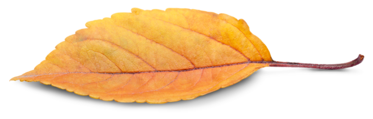 Collection of colored fallen autumn leaves on the desk