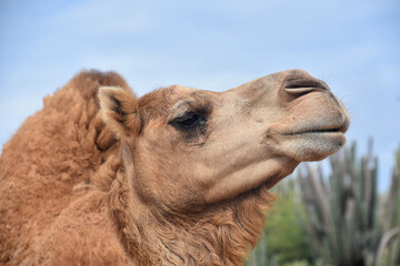 Fototapeta premium Fluffy Camel Up Close and Personal