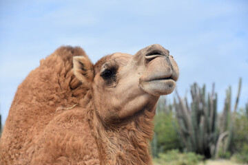 Look into the Face of a Dromedary Camel