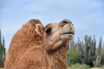 Fototapeta premium Fantastic Glance into the Face of a Shaggy Camel