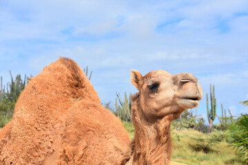 Profile of a Dromedary Camel in the Desert