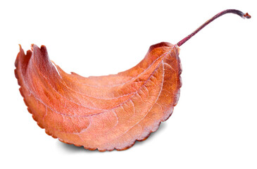Collection of colored fallen autumn leaves on the desk
