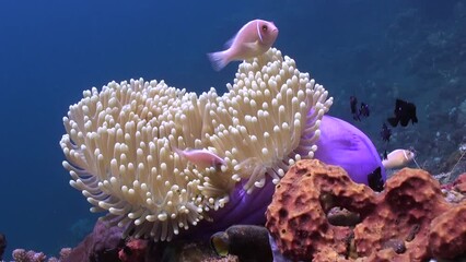 Underwater anemone and clown fish impress with their beauty. Unique relationship between anemones and clownfish benefits both parties.