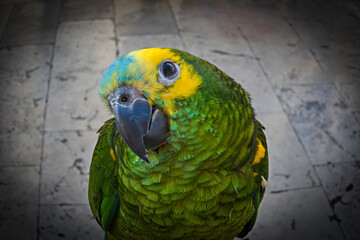 Close-Up of a Curious Turquoise-Fronted Parrot in Dubrovnik Old Town