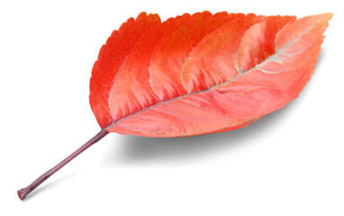 Collection of colored fallen autumn leaves on the desk