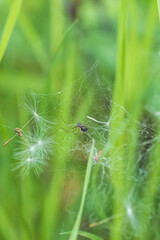 Spider on the web in the meadow