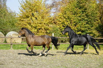 Fototapeta na wymiar Horses running in pasture