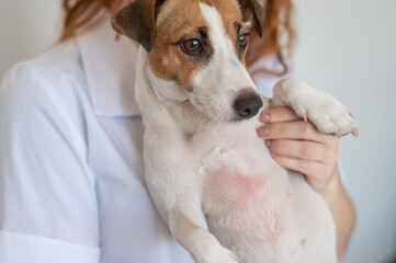 Veterinarian holding a jack russell terrier dog with dermatitis.  - obrazy, fototapety, plakaty