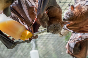 Cute furry flying foxes, bats are feeding milk from a bottle, hanging on the cage in a bat hospital, sanctuary in Australia. Sunny weather