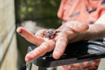 Woman holding a small cute furry bat, flying fox in her hand, animal hospital and sanctuary, Australia, sunny day