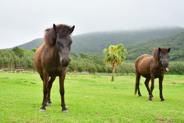 鹿児島県トカラ列島に生息する日本在来馬の珍しいトカラ馬