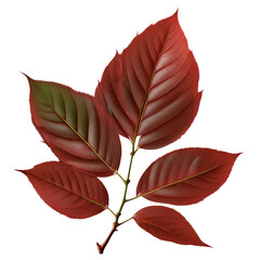 red leaf isolated