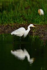 初夏の夕方の田んぼで餌を探す白い鳥、シラサギたち