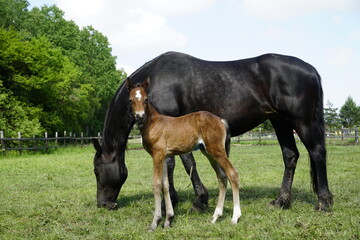 Black mare and her filly foal