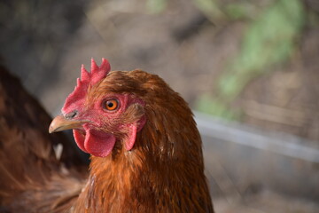 Hampshire chicken