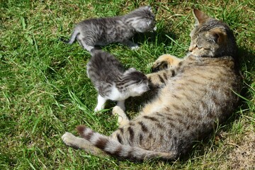 Cat with her two kittens
