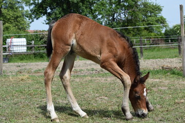 Little foal learning how to eat grass