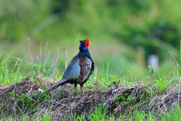 田んぼや畑で見られる美しい身近な野鳥、キジ