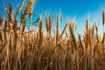 wheat field and sky