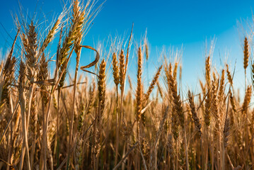 wheat field and sky