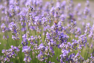 A bee on a lavender flower close-up. Purple lavender flowers in the foreground and blurred background. Aromatherapy. Blooming lavender field