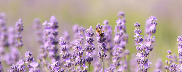 A bee on a lavender flower close-up. A honey bee pollinates lavender flowers. Pollination of plants...