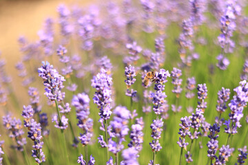 Obraz premium A bee on a lavender flower close-up. Purple lavender flowers in the foreground and blurred background. Aromatherapy. Blooming lavender field.