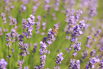 A bee on a lavender flower close-up. Purple lavender flowers in the foreground and blurred background. Aromatherapy. Blooming lavender field