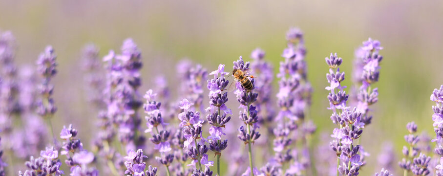 A bee on a lavender flower close-up. A honey bee pollinates lavender flowers. Pollination of plants by insects. Lavender flowers in a field close-up with a blurred background. Banner