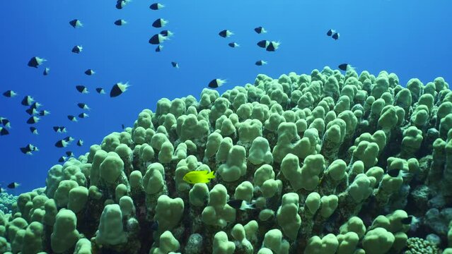 Close up of hard corals colony Porites, tropical fish swim above top of coral reef in sun rays. Camera moving forwards approaching coral