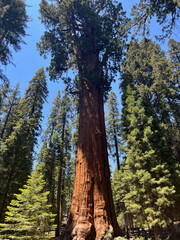 Sequoia National Park, California