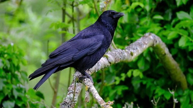 A crow is a bird of the genus Corvus, or more broadly a synonym for all of Corvus. The word "crow" is used as part of the common name of many species.