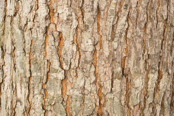  Tree bark background texture, Seamless texture from tree