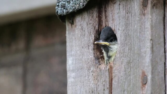 The great tit is a passerine bird in the tit family Paridae. It is a widespread and common species throughout Europe. Young bird about to fledge..