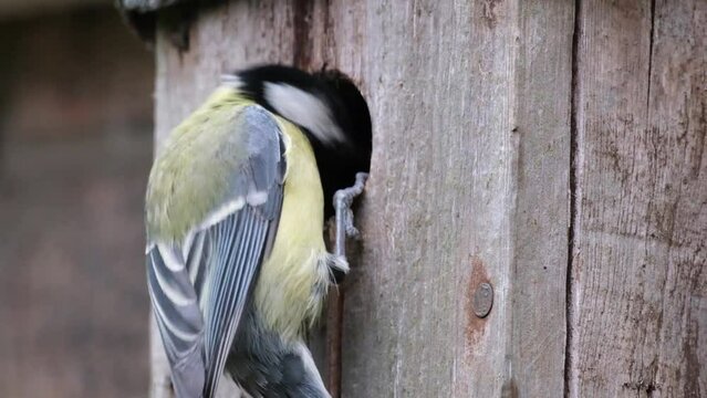 The great tit is a passerine bird in the tit family Paridae. It is a widespread and common species throughout Europe. Young bird about to fledge..