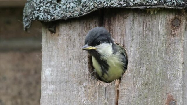 The great tit is a passerine bird in the tit family Paridae. It is a widespread and common species throughout Europe. Young bird about to fledge..